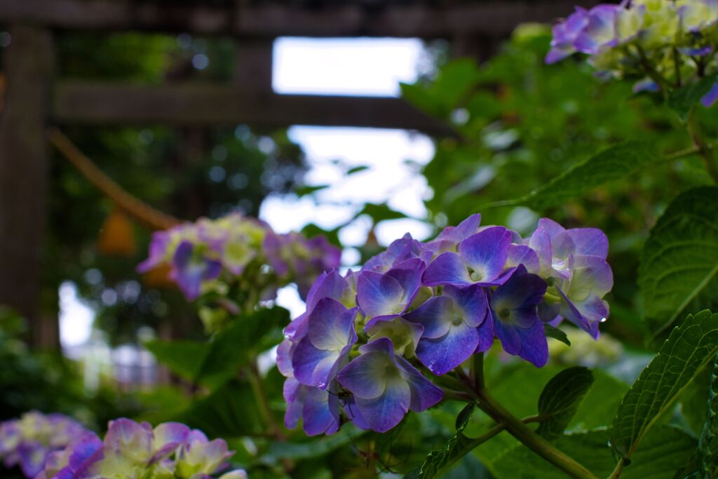 紫陽花01