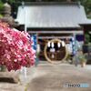 紫陽花03