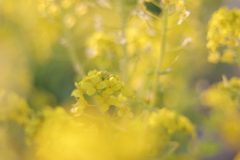 菜の花畑の中で