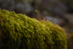 苔のせかい