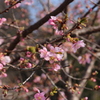 咲始めの河津桜