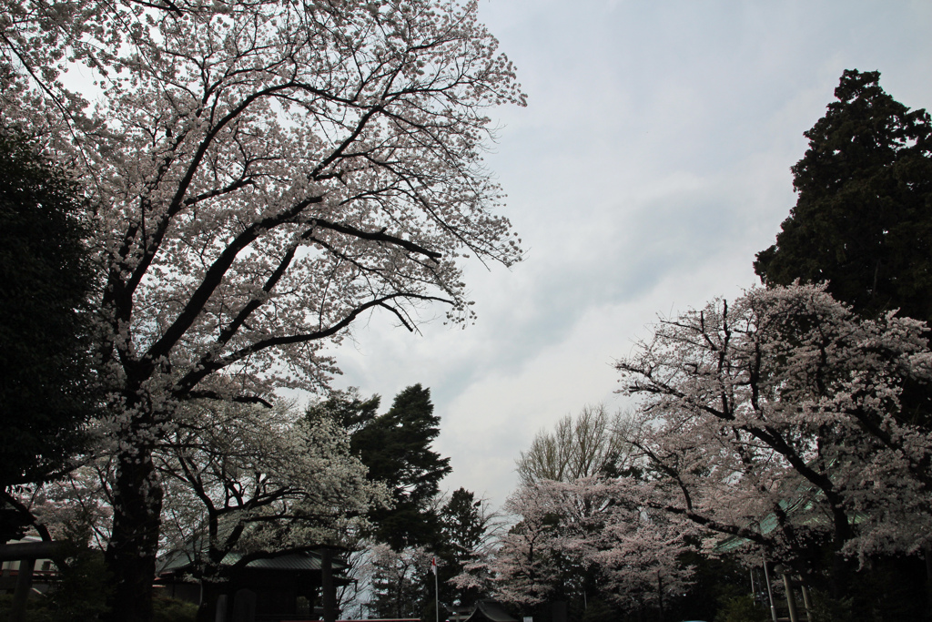 花曇りの桜