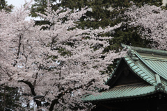 花曇りの桜