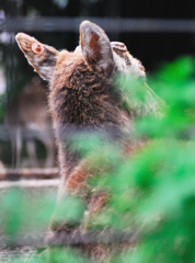 動物園⑤