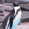 動物園④
