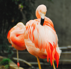 動物園③