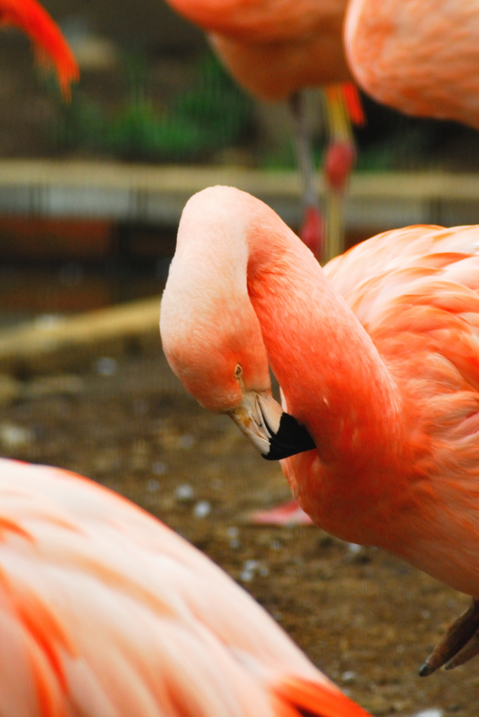 動物園②