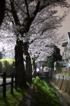 近所の夜桜