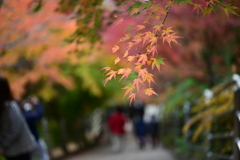 新倉富士浅間神社の秋
