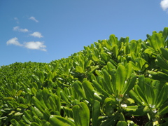 植物と青空