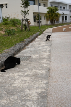 黒から白へ