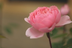 ピンクに染る薔薇