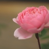 ピンクに染る薔薇