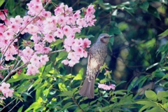 桜とヒヨドリさん