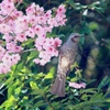 桜とヒヨドリさん