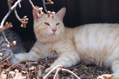 咲きかけの桜とねこちゃん
