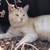 咲きかけの桜とねこちゃん
