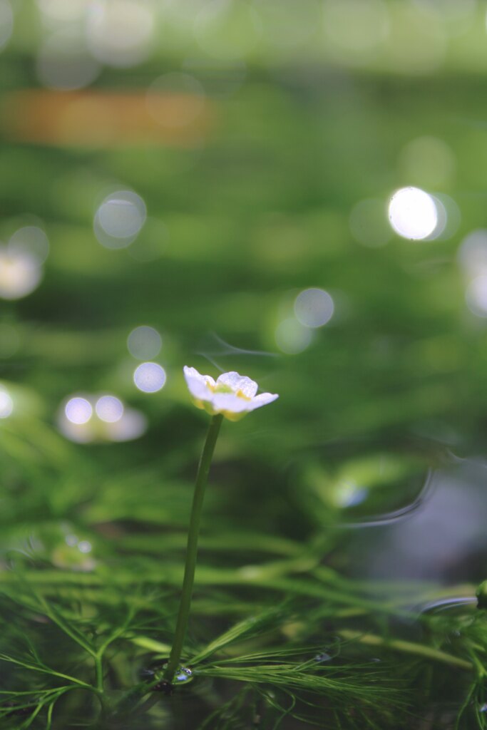 背伸びをする梅花藻
