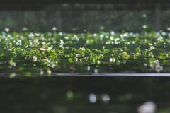 かわいい梅花藻たち