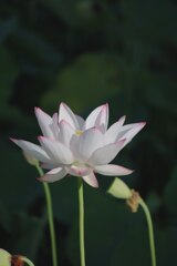 蓮畑に行ってきました
