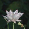 蓮畑に行ってきました