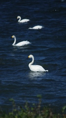 琵琶湖を泳ぐ白鳥