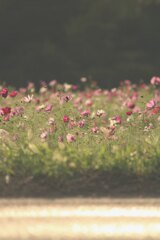 コスモス(秋桜)