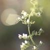 家の花壇にて