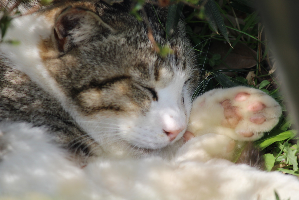 おねむな猫さん(  ¯꒳​¯ )ᐝ