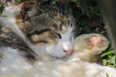 おねむな猫さん(  ¯꒳​¯ )ᐝ