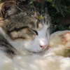 おねむな猫さん(  ¯꒳​¯ )ᐝ