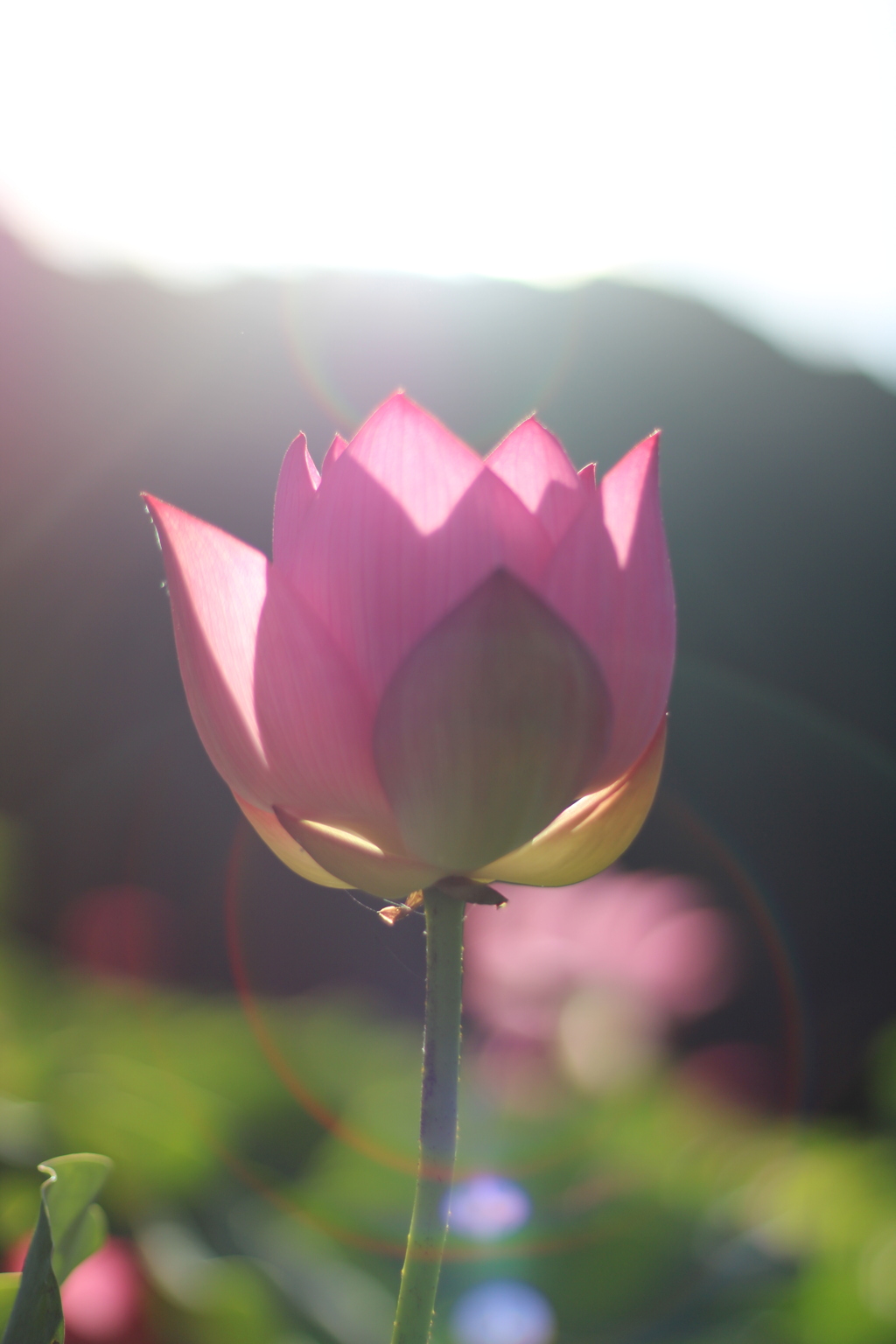 朝日に照らされた蓮の花