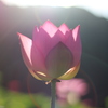 朝日に照らされた蓮の花