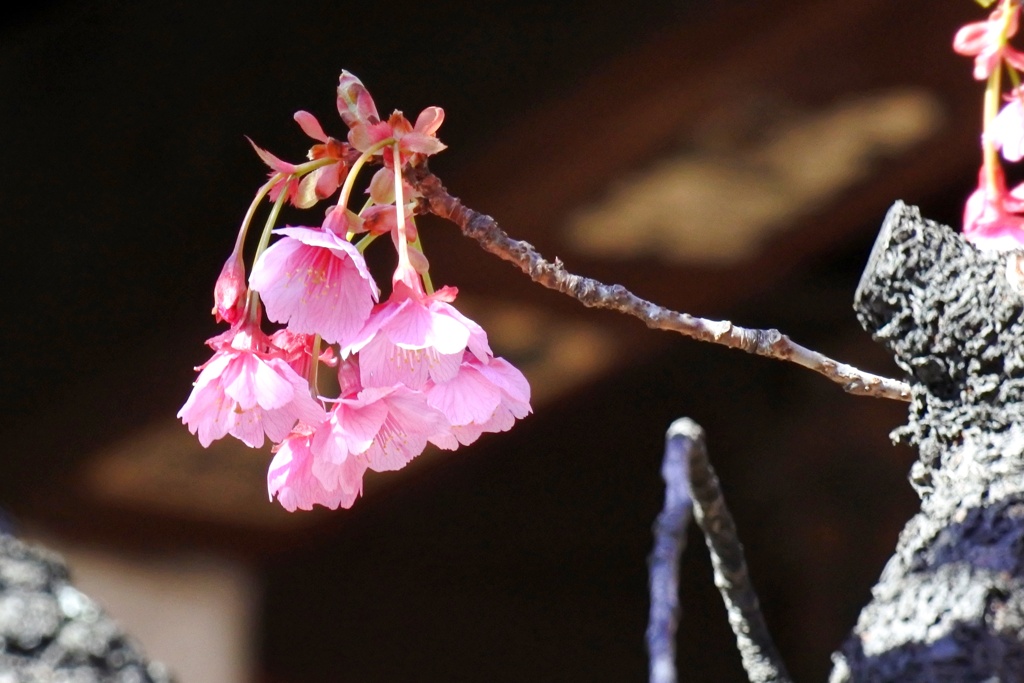 紫紅色の花を下向きに咲く寒緋桜。