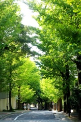 通学路。