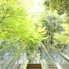 大手町の森。