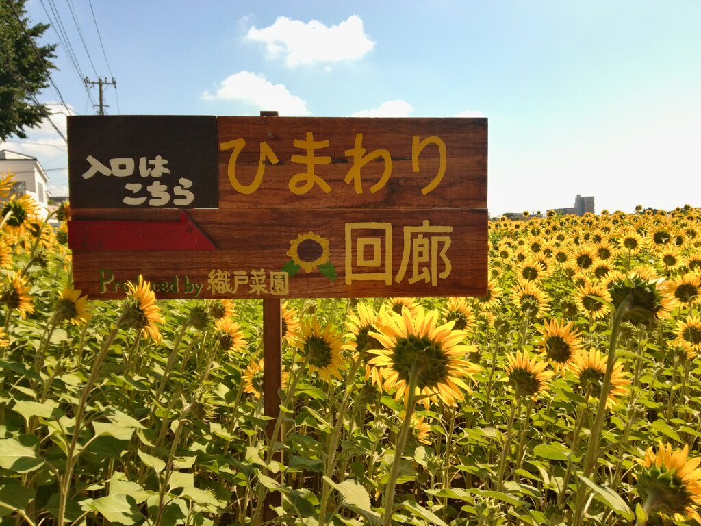 ひまわりページ Amazon.co.jp: QINGZE ひまわり 風車 花 風車 ひまわり 風車