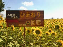 ひまわり回廊。