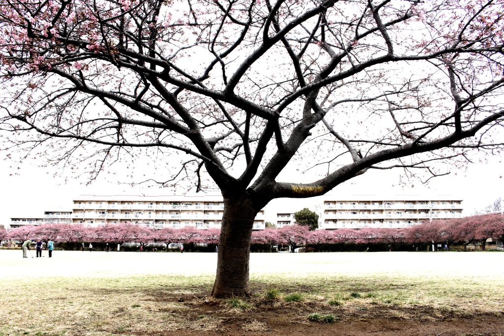 待ち遠しい。