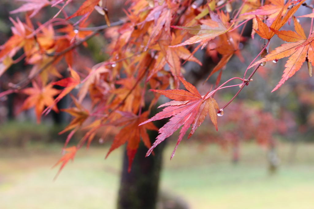 雨上がりの紅葉狩り。