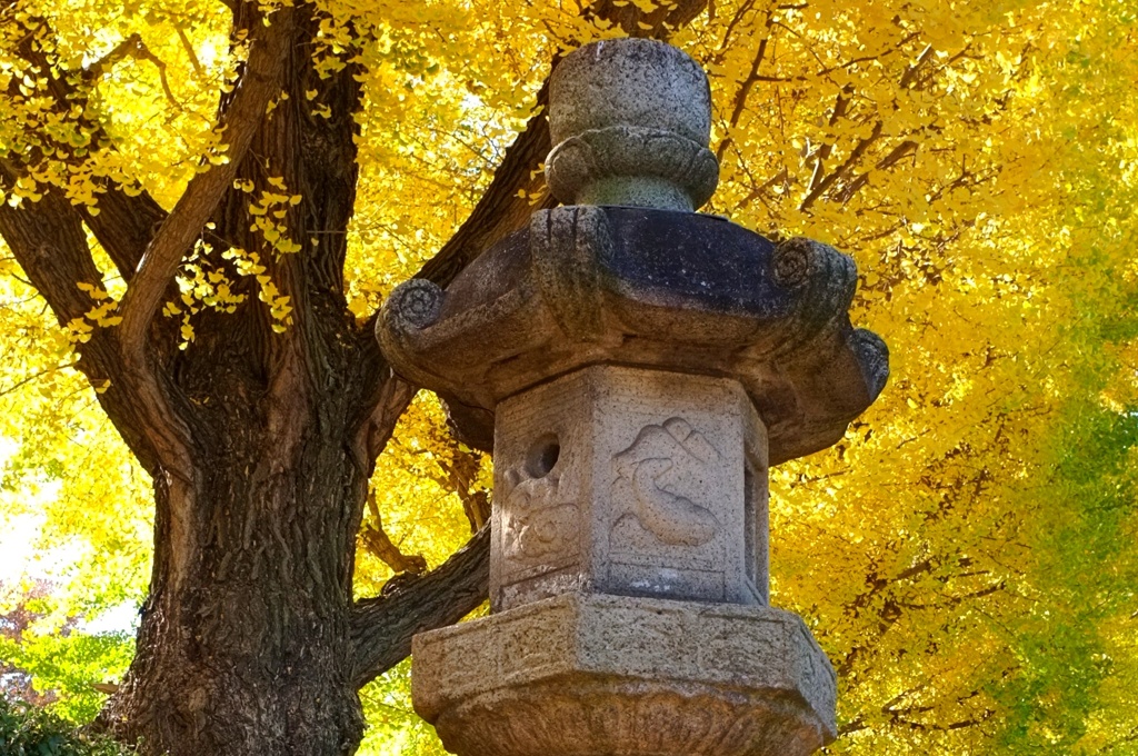 靖国神社銀杏並木。