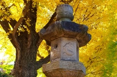 靖国神社銀杏並木。