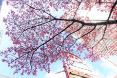 日本橋室町 あじさい通り おかめ桜