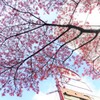 日本橋室町 あじさい通り おかめ桜