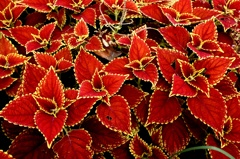 コリウス。 コリウス。