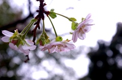 十月桜。