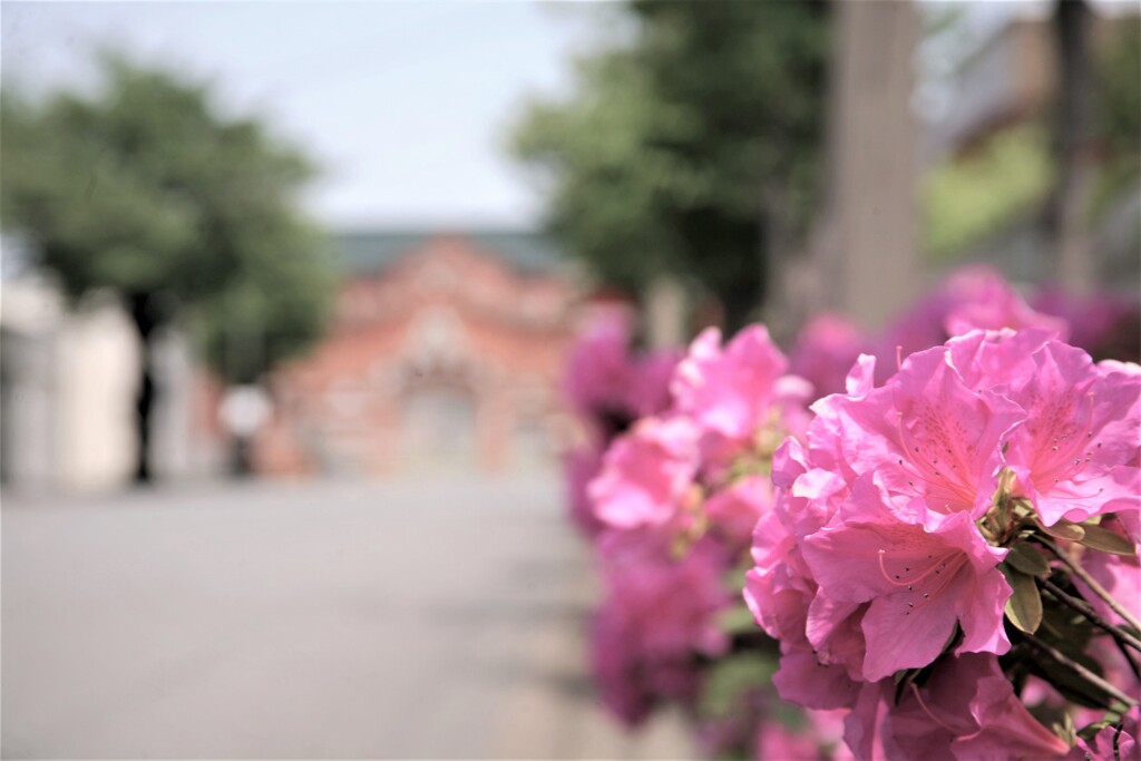 塀の外は春。