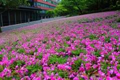 旬を過ぎた 都心の芝桜。