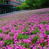 旬を過ぎた 都心の芝桜。