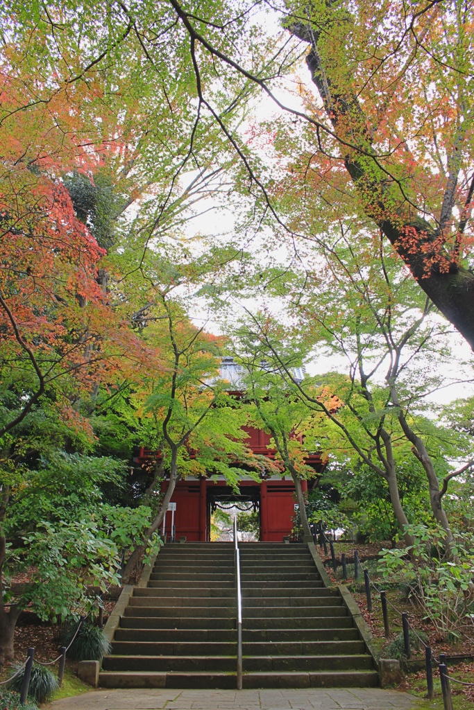 本土寺 仁王門。